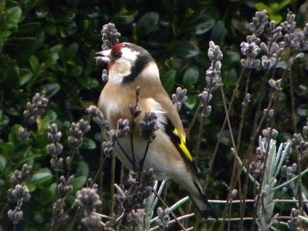 Inlandse zangvogels in beslag genomen