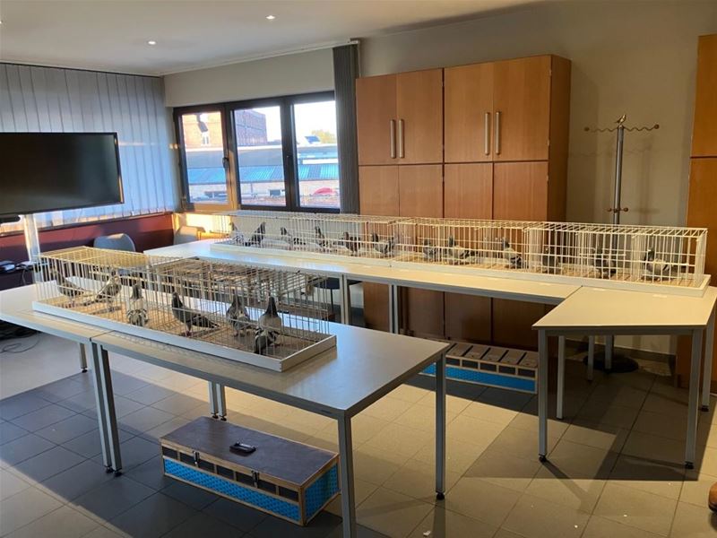 Internationale bende duivendieven opgedoekt