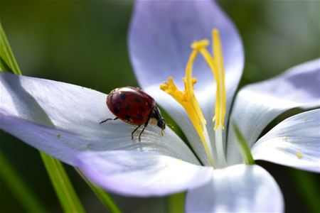 Is het lente of is het winter?