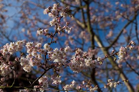 Is het nog winter of toch al lente?