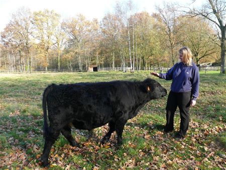 Jarige Anko is een flinke stier