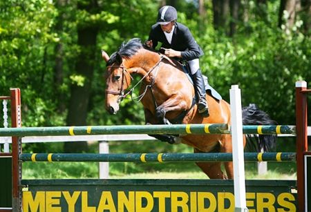 Jonge paarden brengen spektakel