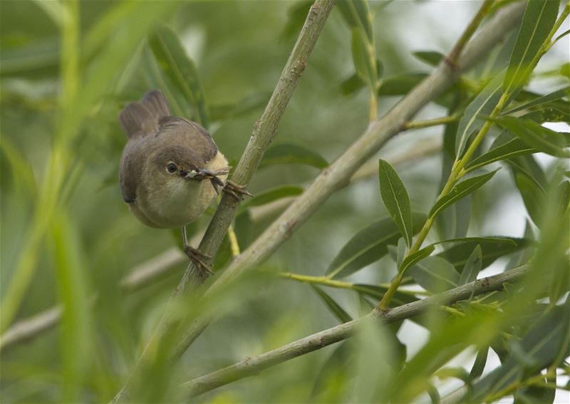 Karekiet in 't riet riet riet ....