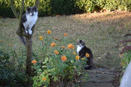 Katten hopen op driekoningenmirakel