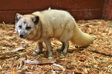 Kijken naar bijzondere dieren in nood