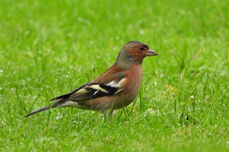 Klaar voor het vogeltelweekend?