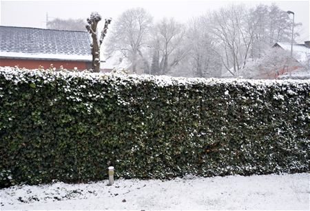 Klein en kort winterprikje