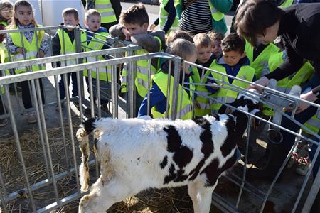 Kleuters op bezoek bij de koeien