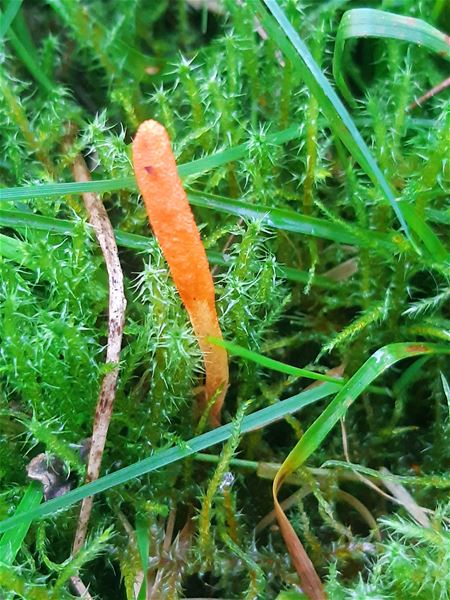 Komen de paddenstoelen nog?