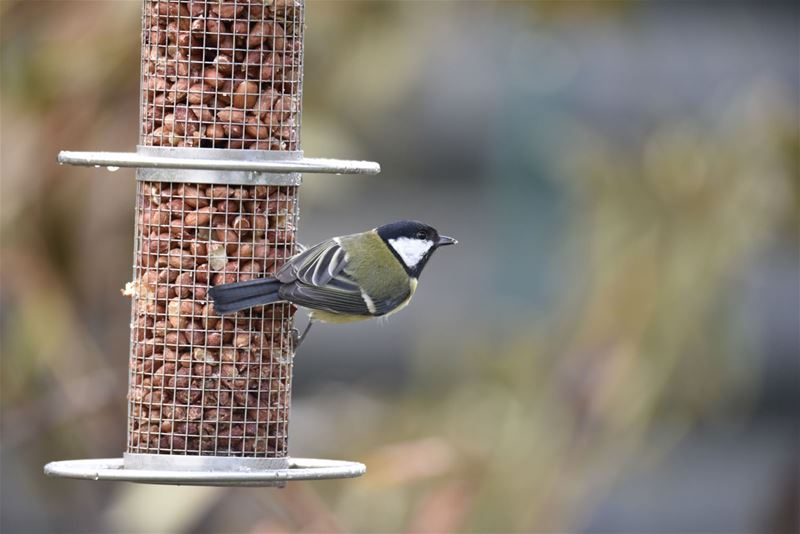 Koolmees is meest geteld in de tuinen