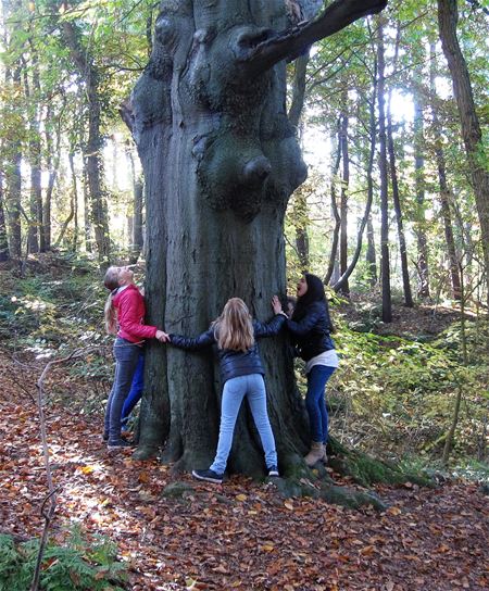 Koop streekeigen bomen en struiken via Orchis