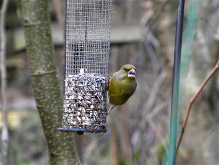 Laat de vogels niet verhongeren