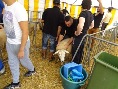 Laatste Offerfeest met tijdelijke slachtvloer?