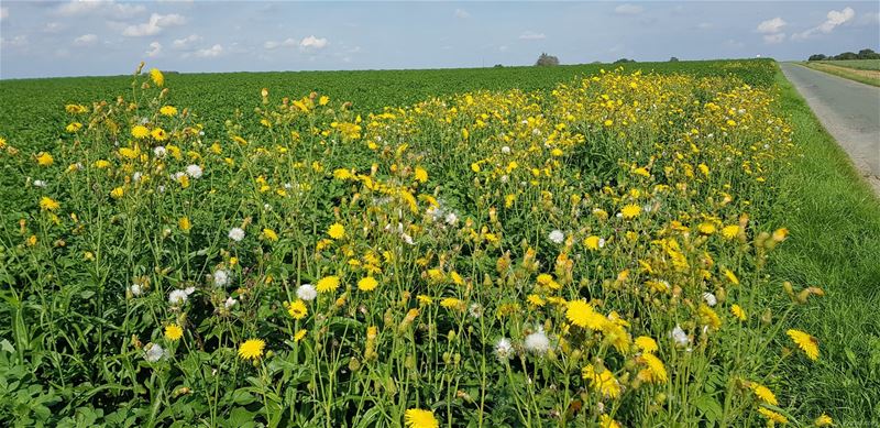 Langs Belgische mijnen: Oteppe