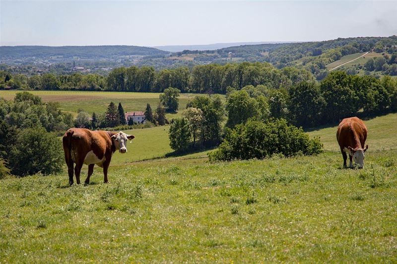 Lente-activiteiten in Limburg om van te genieten