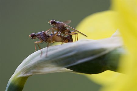 Liefde op een bloemblad