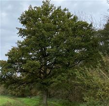 Limburgs Landschap koopt bosje in Mangelbeekvallei