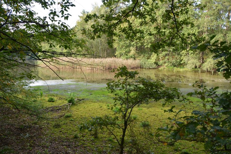 Limburgs Landschap koopt natuurgebied Terlaemen