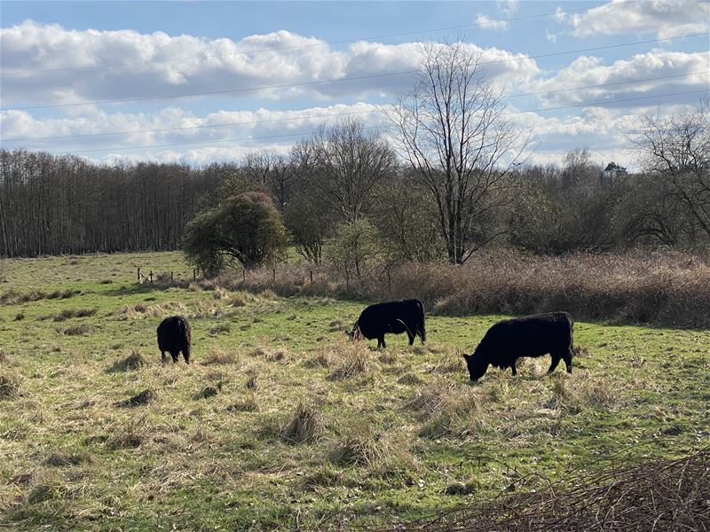 Limburgs Landschap verwierf 4 extra natuurgebieden