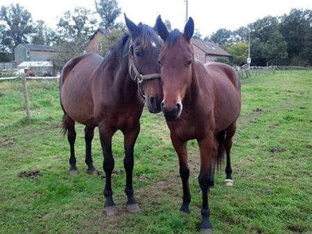 Loods en opvangstal voor paarden bij VZOC