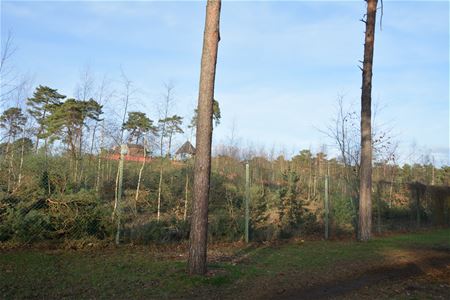 Loofbomen vervangen dennen langs circuit