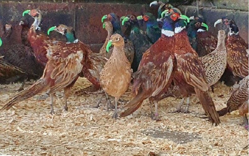 Meer dan 400 fazanten en patrijzen in VZOC