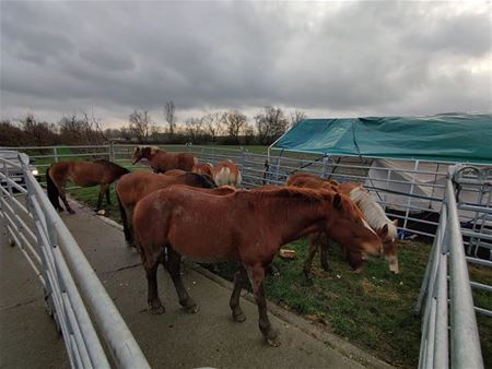 Meer paardeneigenaars in de problemen door kosten