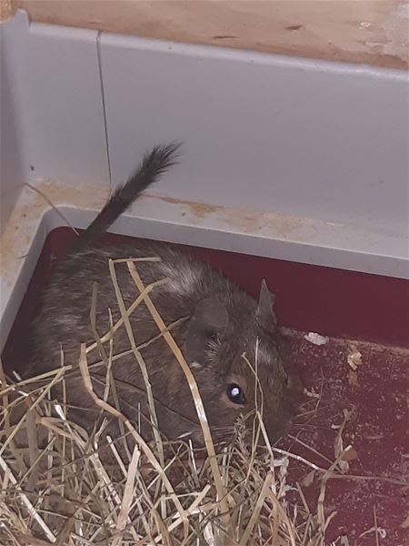 Mensen blijven maar dieren dumpen