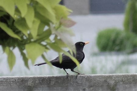 Merel is vogel van het jaar