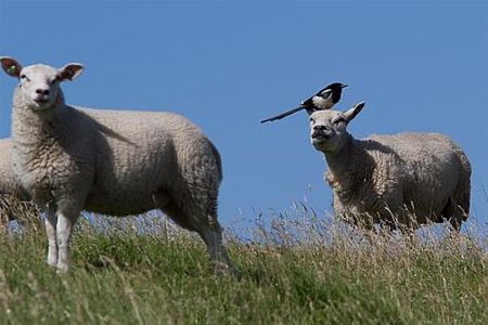 Met vakantiegroeten uit... Nederland