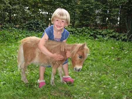 Minipaardje overleeft op het nippertje