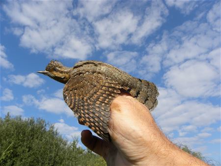 Mooie trekvogels op weg naar Afrika