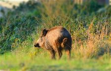 Morgen drukjacht in natuurgebied Aenhof