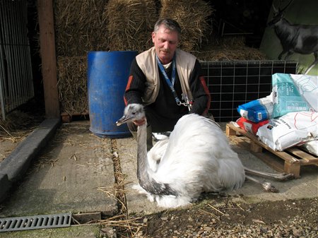 Nandoe overleeft reddingsactie niet