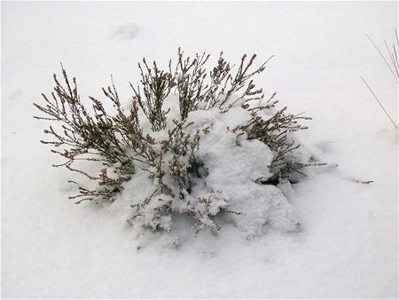 Natuurlijke contrasten na 4 maanden