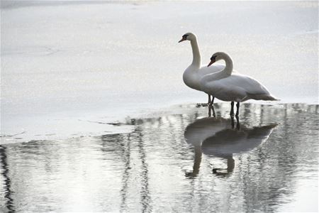 Nemen we afscheid van de winter?