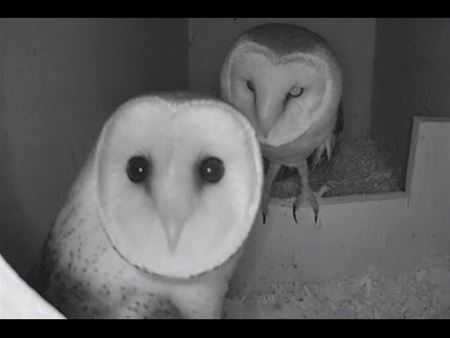 Nestkasten op Bovy live te volgen via webcams