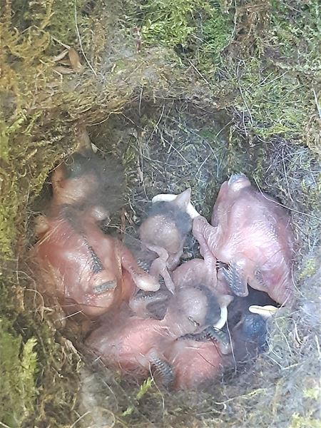 Nestkasten op Bovy worden druk gebruikt