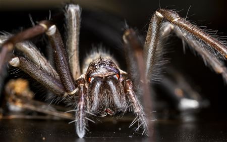 Niet voor arachnofobielijders ...