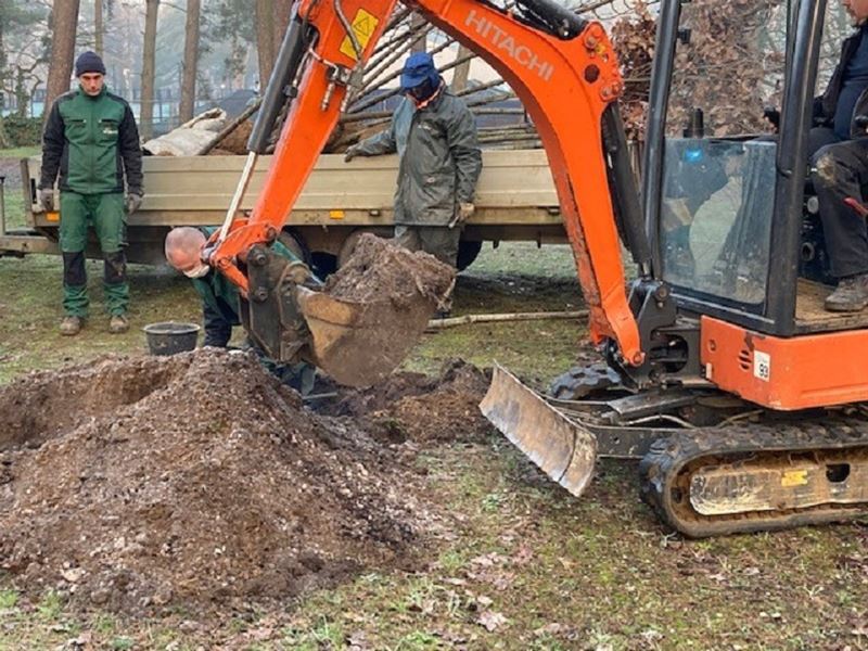 Nieuwe bomen compenseren gekapte dennen