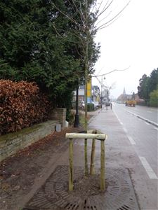 Nieuwe bomen langs de Brugstraat