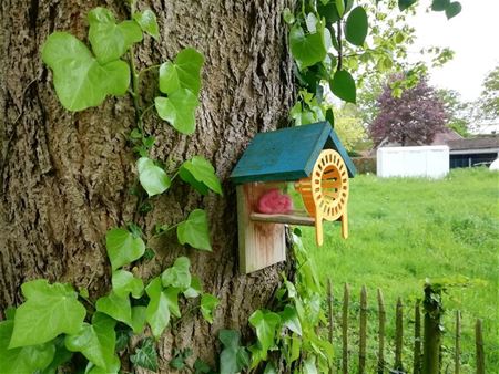 Nieuwe campagne tegen Aziatische hoornaar