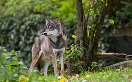Noëlla is zwanger, nieuwe wolven op komst
