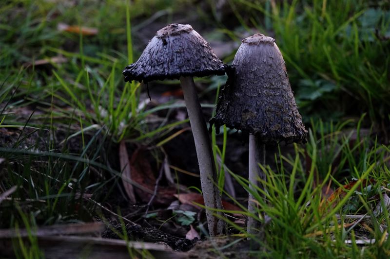 Nog even herfst en dan winter?