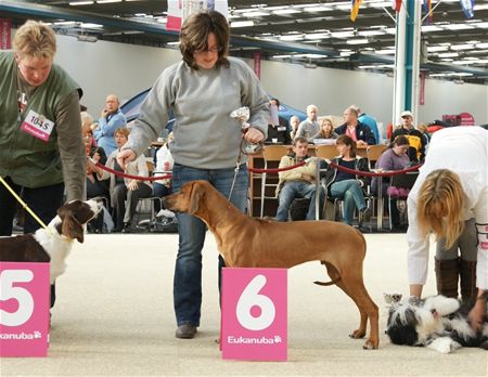 Nu al twee honden aan het feest