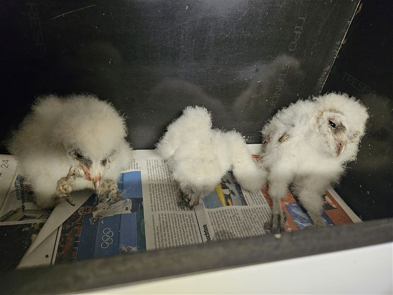 Nu nog piepjonge uilen en eekhoorns in het VZOC