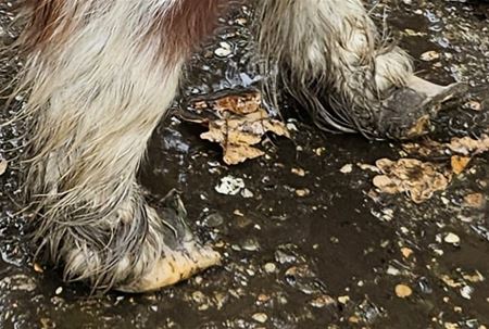 Nu weer twee verwaarloosde pony's in Druivenstreek