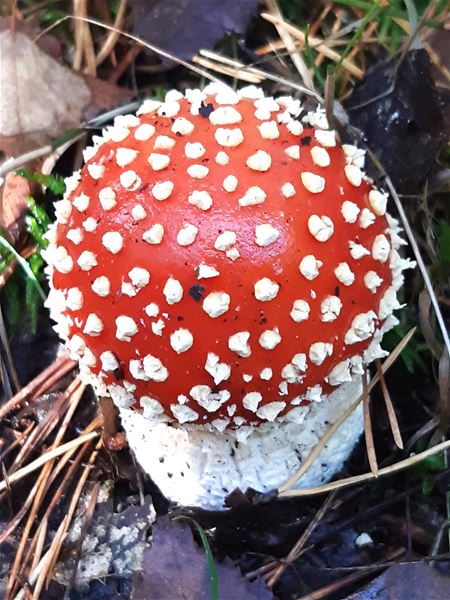 Nu zijn ze massaal aan het komen ...