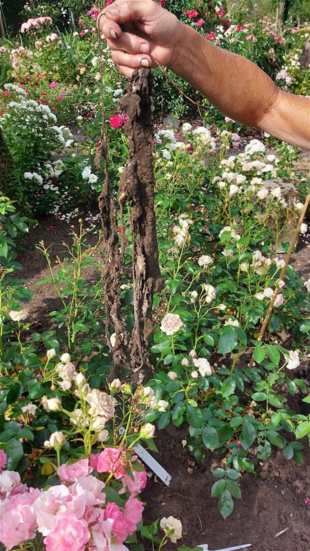 Onderbroek is bijna weg na twee maanden ondergrond