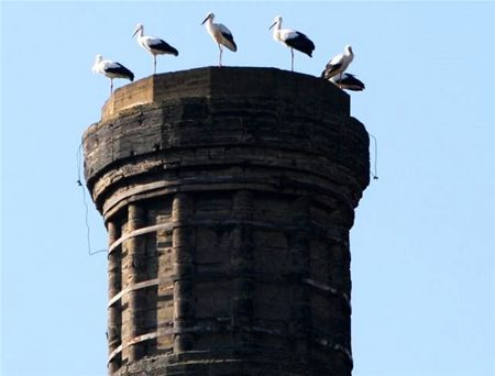 Ooievaars landen op mijngebouwen